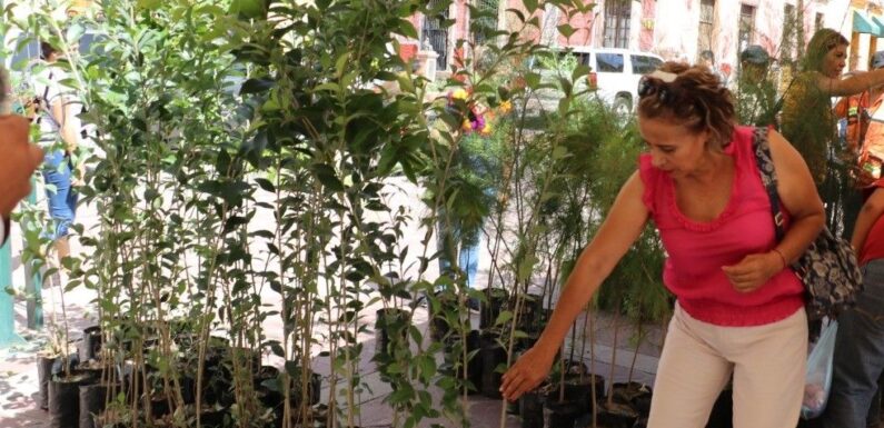 Donará Gobierno Municipal más de 20 mil árboles
