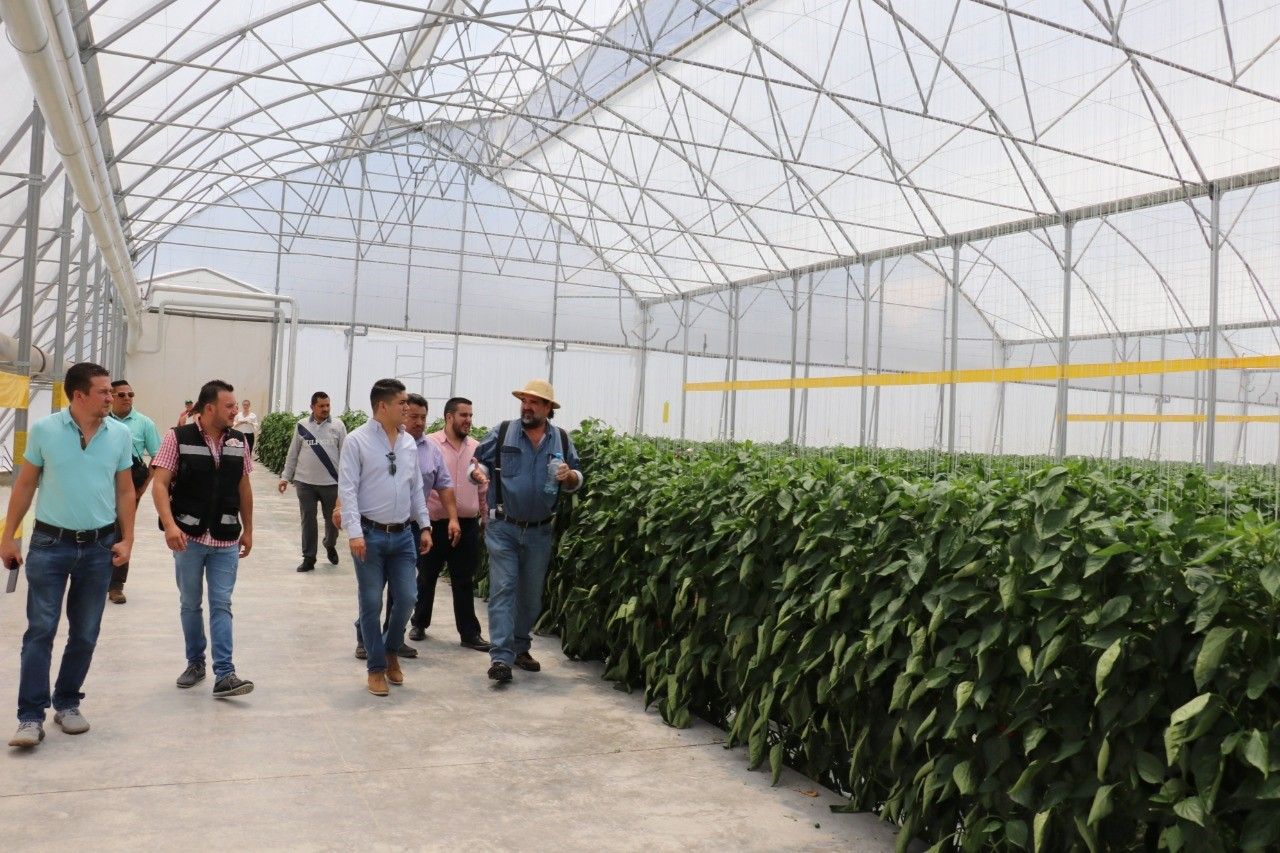 Se instala en Lagos empresa productora de pimiento morrón