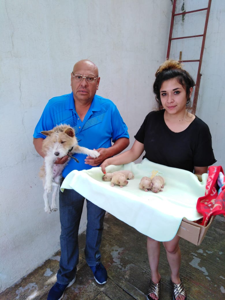 Promueve Salud Animal adopción canina