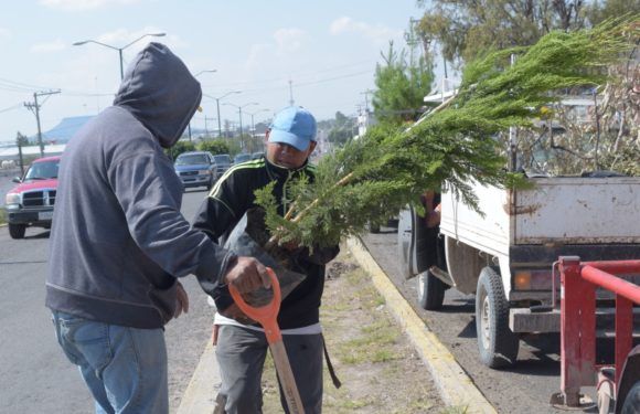 Reforestan camellón de bulevar Francisco Orozco y Jiménez