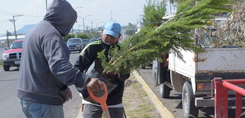Reforestan camellón de bulevar Francisco Orozco y Jiménez