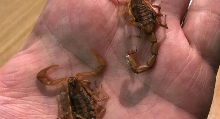 Aumentan los casos de picaduras de alacrán en Guanajuato