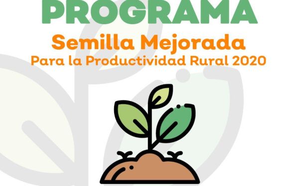 Benefician a 60 productores más con semilla mejorada