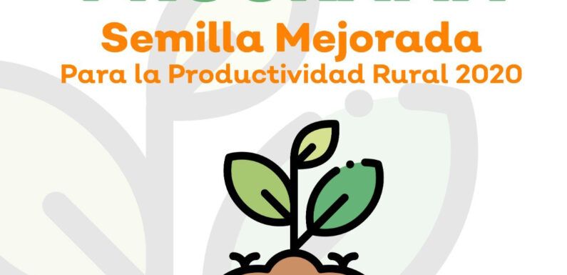 Benefician a 60 productores más con semilla mejorada