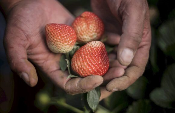 Presentan financiamiento de apoyo para mejora del sector agroalimentario