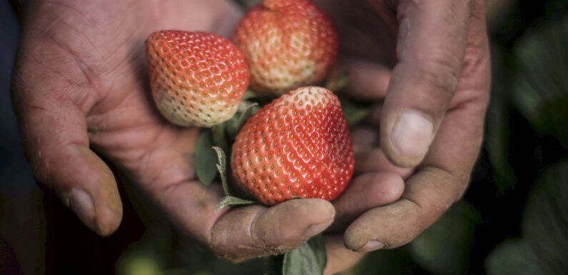 Presentan financiamiento de apoyo para mejora del sector agroalimentario
