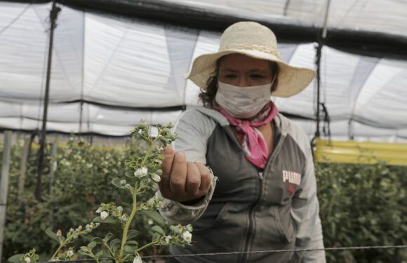 Destaca campo de Jalisco en la producción de alimentos