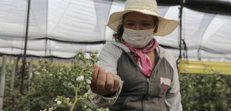 Destaca campo de Jalisco en la producción de alimentos