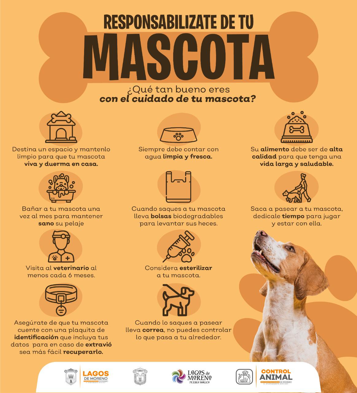 Lanzan Campaña ´Responsabilízate De Tu Mascota´ Para Fomentar Cuidado ...