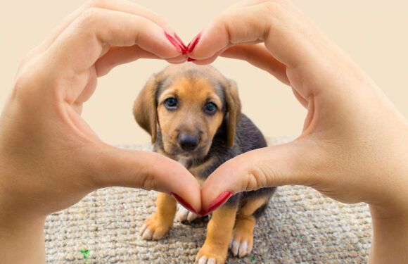 Lanzan campaña ´Responsabilízate de tu mascota´ para fomentar cuidado animal