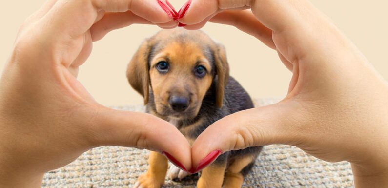 Lanzan campaña ´Responsabilízate de tu mascota´ para fomentar cuidado animal