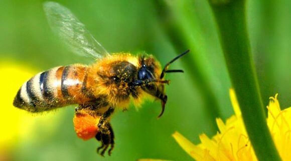 Promueve Dirección de Ecología el cuidado de abejas, principal polinizador