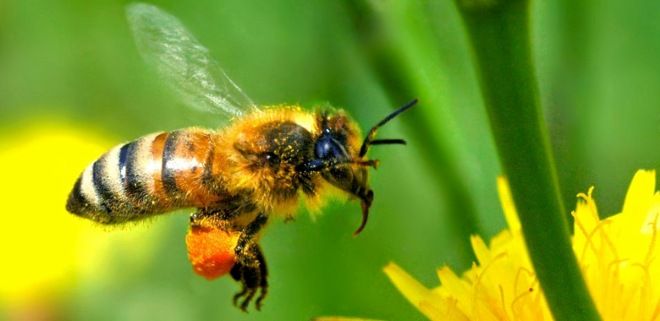 Promueve Dirección de Ecología el cuidado de abejas, principal polinizador