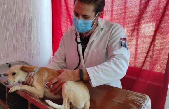 Ofrece Centro de Control Animal servicio de esterilización para mascotas