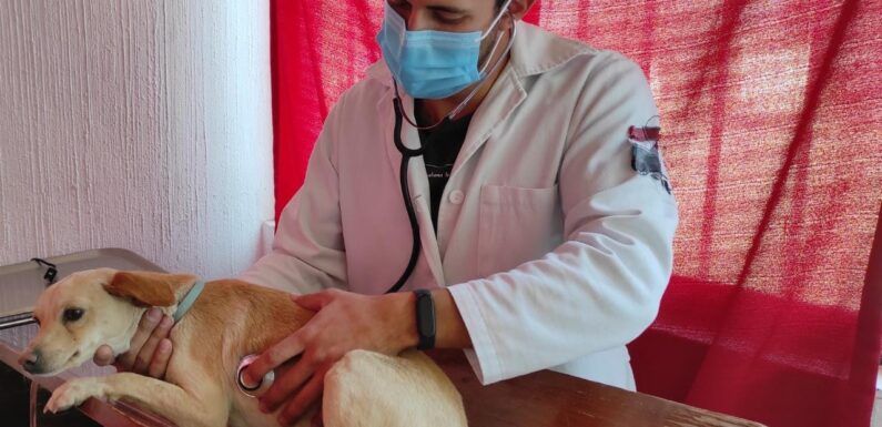 Ofrece Centro de Control Animal servicio de esterilización para mascotas