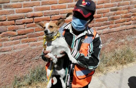 Trabaja dirección de Control Animal en el rescate de mascotas