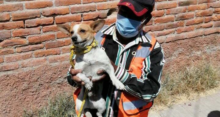 Trabaja dirección de Control Animal en el rescate de mascotas