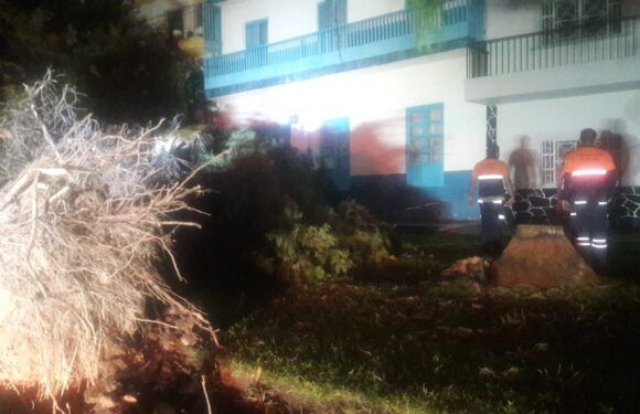 Protección Civil en trabajo conjunto con Parques y Jardines asiste caídas de múltiples árboles en nuestra ciudad