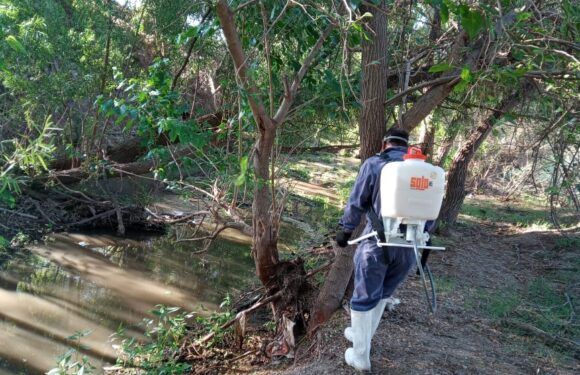 Fumigan lecho del río para evitar zancudos
