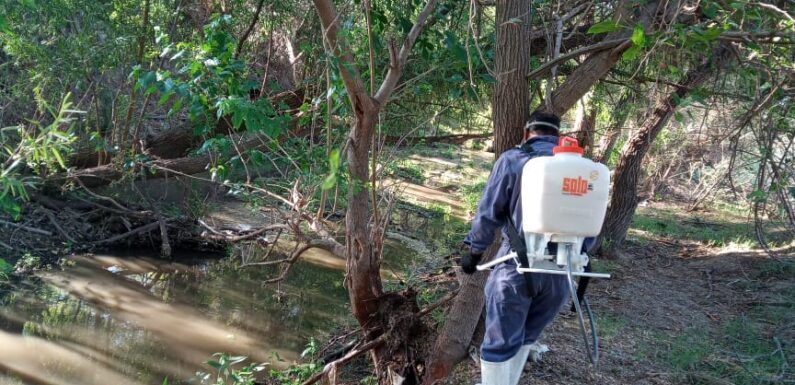 Fumigan lecho del río para evitar zancudos