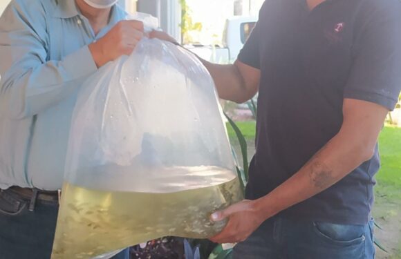 Entrega Desarrollo Rural más de 40 mil crías de peces