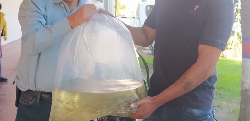 Entrega Desarrollo Rural más de 40 mil crías de peces