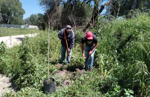 Avanza campaña de reforestación en toda la ciudad