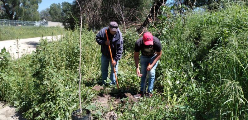 Avanza campaña de reforestación en toda la ciudad