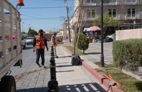 Incorporan nuevas áreas verdes en la renovada calle Hernando de Martel