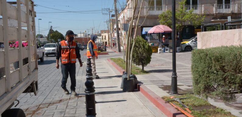 Incorporan nuevas áreas verdes en la renovada calle Hernando de Martel