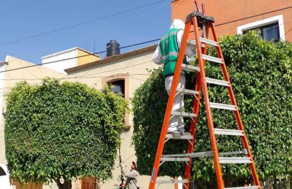 Dirección de Parques y Jardines realiza trabajos de mantenimiento en los Jardines de la ciudad
