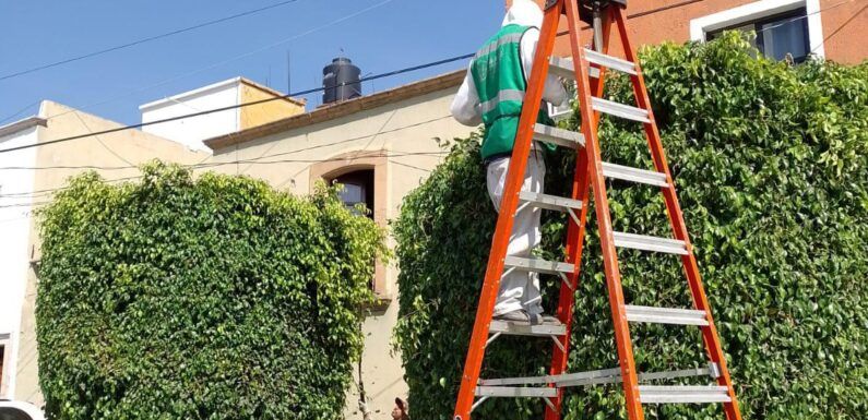 Dirección de Parques y Jardines realiza trabajos de mantenimiento en los Jardines de la ciudad