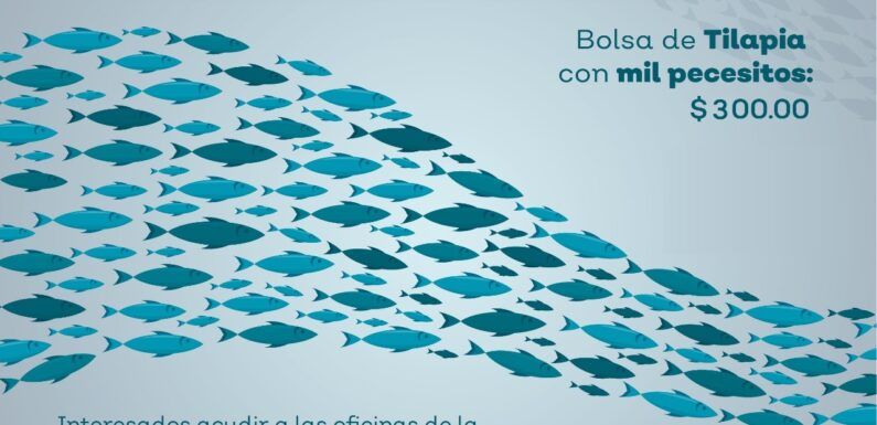 Dirección de Desarrollo Rural abre convocatoria para Programa de Recría de Peces