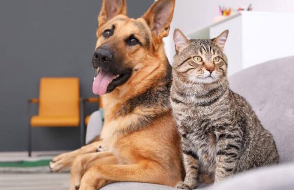 Esterilizarán perros y gatos de manera gratuita