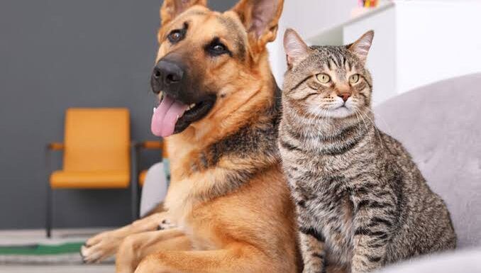 Esterilizarán perros y gatos de manera gratuita