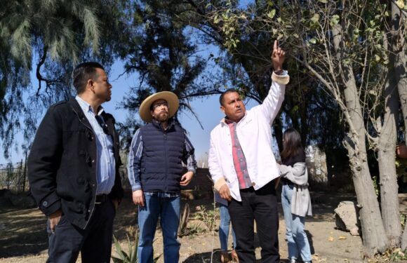 Atienden autoridades reporte de árboles en riesgo