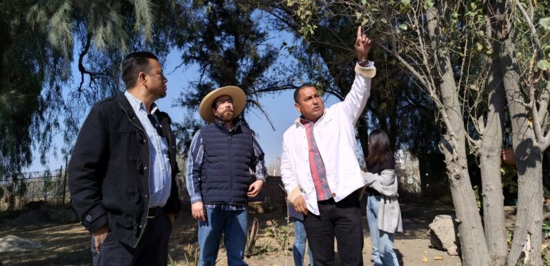 Atienden autoridades reporte de árboles en riesgo