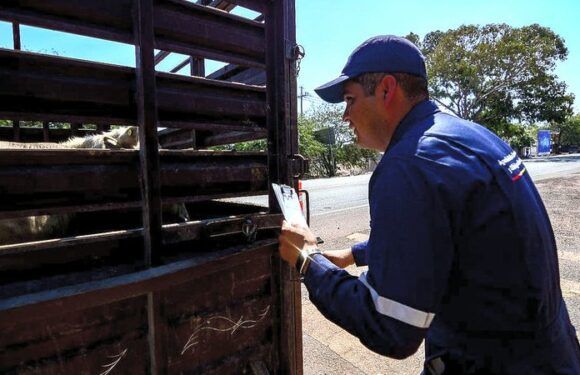 Mantiene Jalisco activa la campaña para oportuna detección del Gusano Barrenador del Ganado