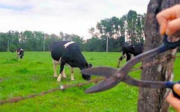 Lo detienen por robo de animales en  La Chona