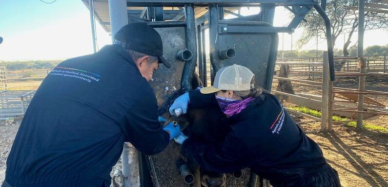 Atiende SADER Jalisco segundo caso de Gusano Barrenador