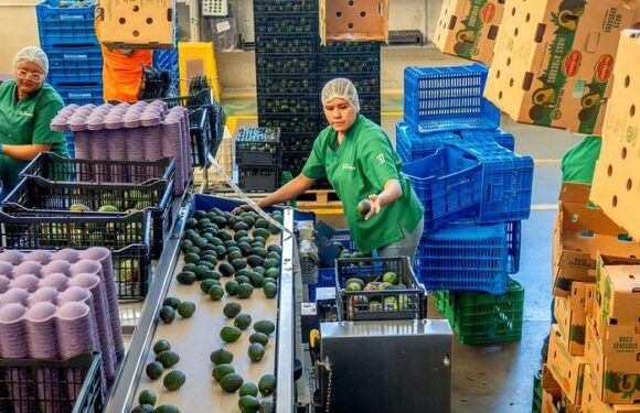 Enviará Jalisco 4 mil 390 toneladas de aguacate a Estados Unidos en 2026