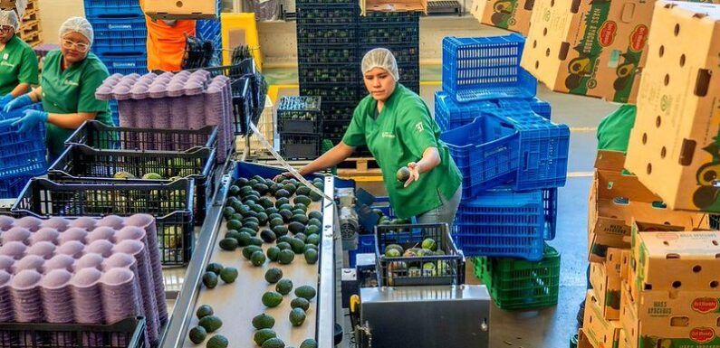 Enviará Jalisco 4 mil 390 toneladas de aguacate a Estados Unidos en 2026