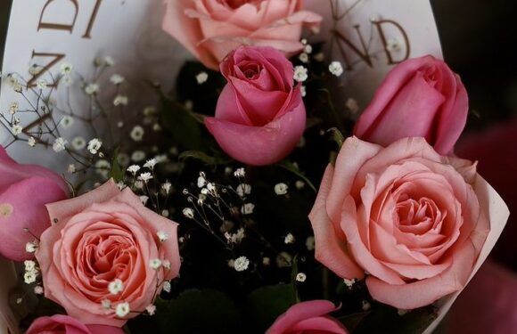 Crece hasta 25 por ciento demanda de rosas por Día del Amor y la Amistad en Jalisco