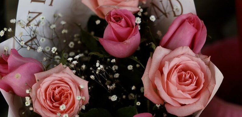 Crece hasta 25 por ciento demanda de rosas por Día del Amor y la Amistad en Jalisco
